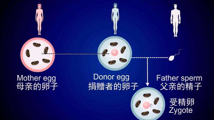 代卵试管代怀机构可靠吗(代卵试管代怀机构的可靠性调查)